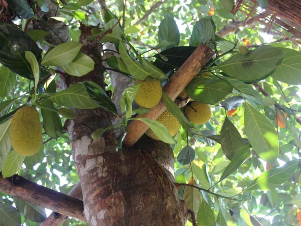 Pepper Farm Phu Quoc Bungalow Bagian luar foto