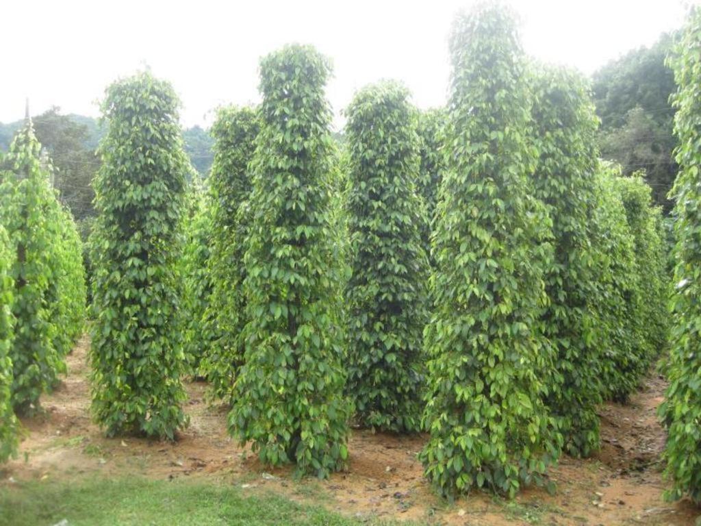 Pepper Farm Phu Quoc Bungalow Bagian luar foto